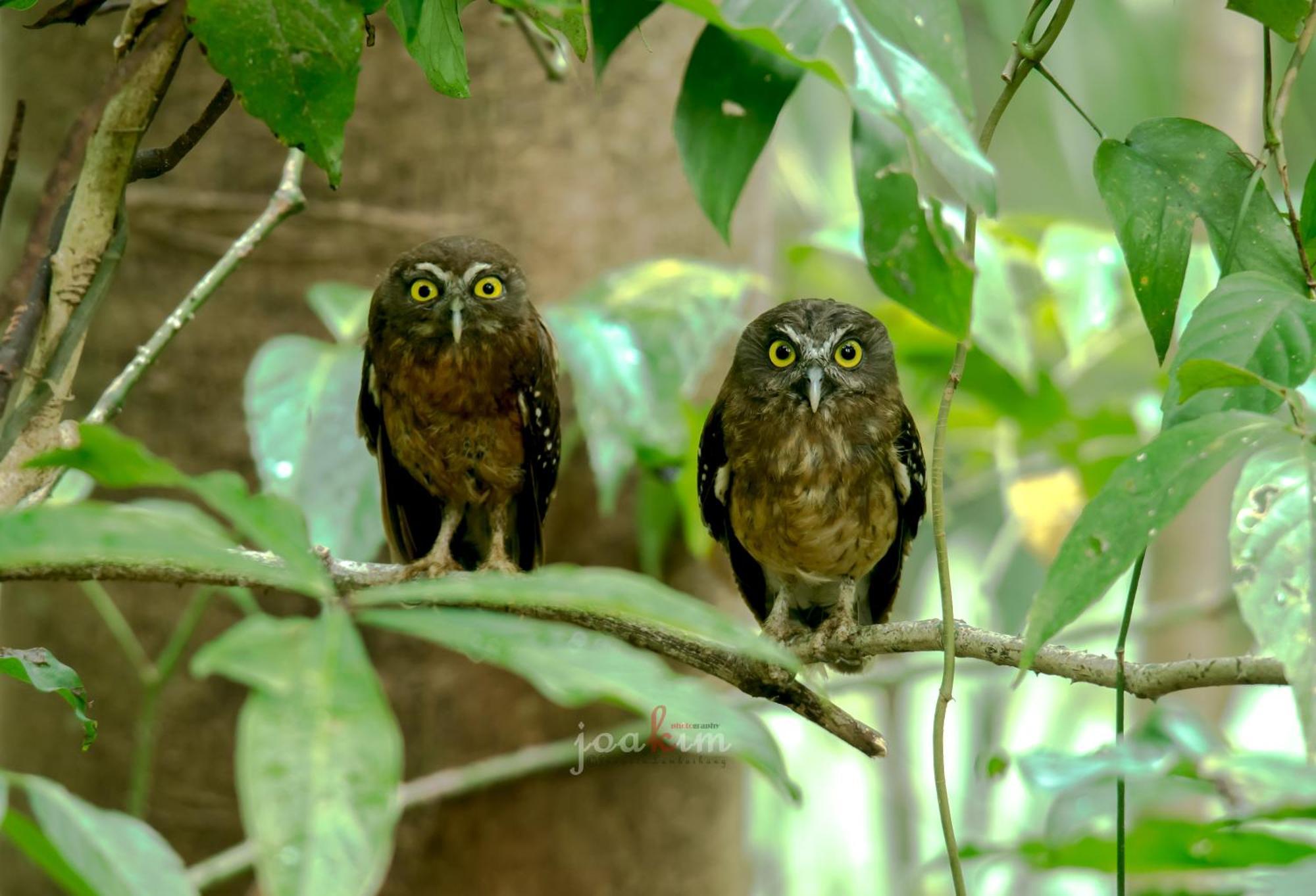 Tangkoko Backpacker Home Stay Rinondoran Экстерьер фото