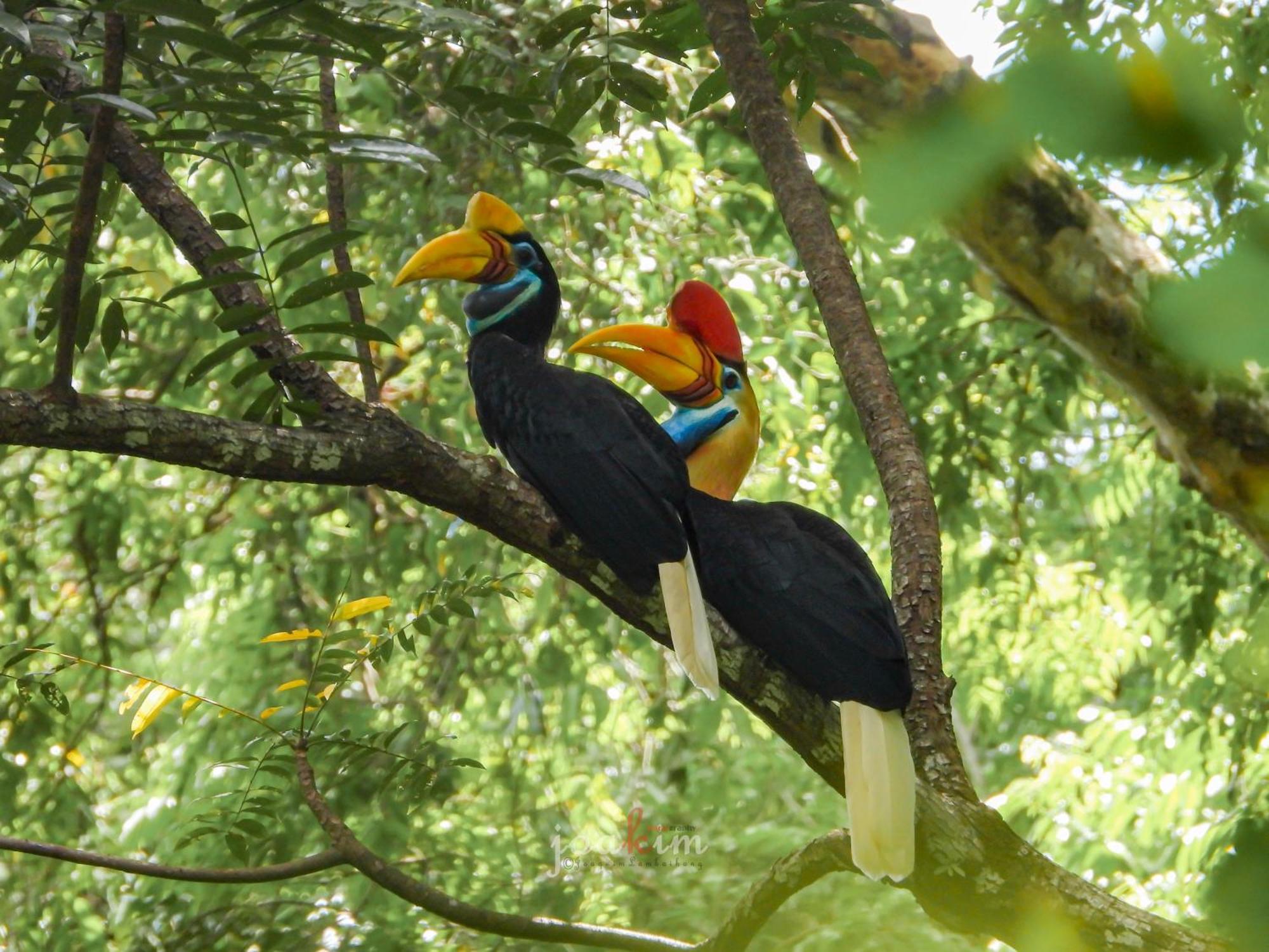 Tangkoko Backpacker Home Stay Rinondoran Экстерьер фото